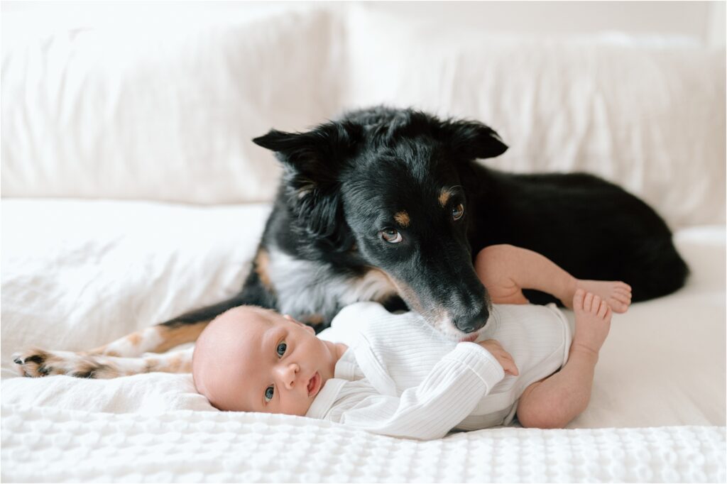 baby and dog during newborn session in Milwaukee by Abby Park Photography